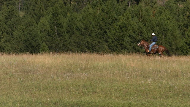 Cowboy with rope gallops across meadow on horseback, slow motion
