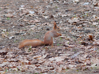 Funny red squirrel with scary face posing in the park