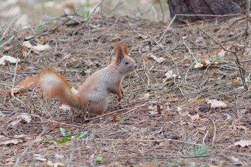 Curious red squirrel posing in the park