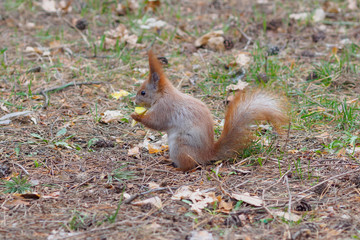 Naklejka na ściany i meble Cute red squirrel eating apple fruit and posing in the park