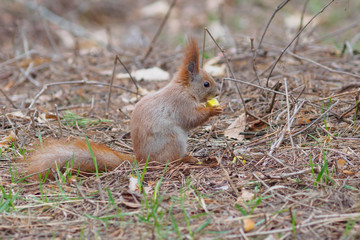 Cute red squirrel eating apple fruit and posing in the park