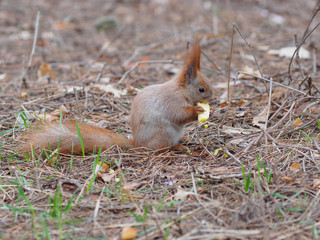 Fototapeta premium Cute red squirrel eating apple fruit and posing in the park