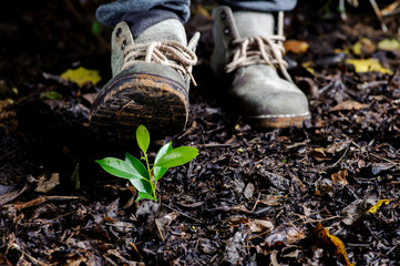 Young plant growing on soil