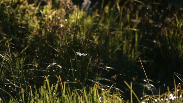 Dragonfly flying by swamp and grass, slow motion