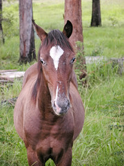 Portrait of a beautiful horse near Macksville