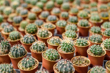 Little cactus in the garden