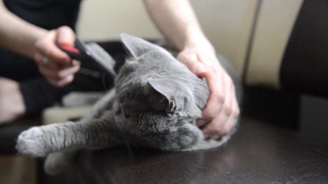 Cat enjoys from combing