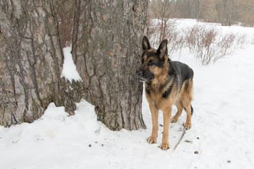 Собака немецкая овчарка на снегу около дерева в солнечный день 