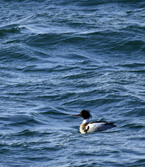 Red-breasted Merganser