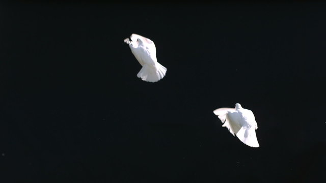 Doves fly against black background, slow motion