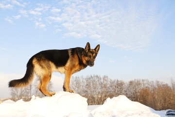 Собака немецкая овчарка стоит на снежной горке на фоне голубого неба