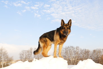 Собака немецкая овчарка стоит на снежной горке на фоне голубого неба