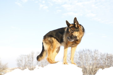 Fototapeta na wymiar Собака немецкая овчарка стоит на снежной горке на фоне голубого неба