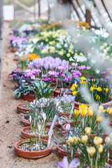 Blühende Blumen im Gewächshaus