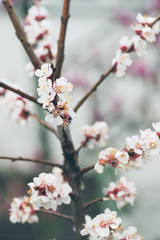 Obraz premium Blossom Flower