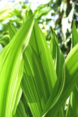 爽やかなリーフ