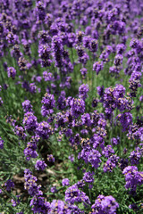 Fototapeta premium lavender field