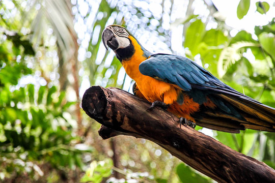 Yellow and blue big popugay cacadau is sitting on the tree in tropical forest.