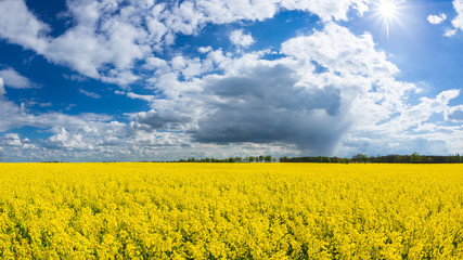 Obraz premium Raps (Brassica napus) Landschaft Rapsfeld 