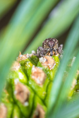Fichtenrüsselkäfer (Hylobius abseits) auf einem Zapfen