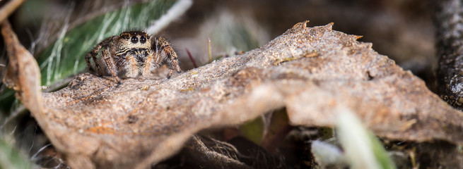 Springspinne (Pellenes tripunctatus) Weibchen