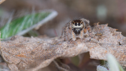 Springspinne (Pellenes tripunctatus) Weibchen
