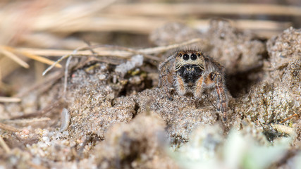 Springspinne (Pellenes tripunctatus) Weibchen