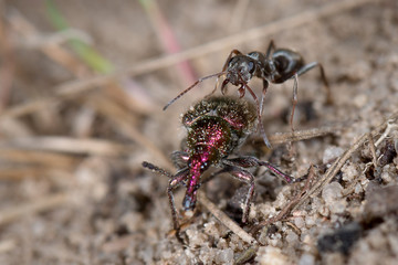 Rote Waldameise (Formica rufa) kämpft mit einem purpurroten Fruchtstecher (Rhynchites bacchus)