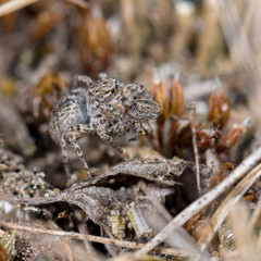 Springspinne (Aelurillus v-insignitus) Weibchen frisst eine kleinere Spinne der gleichen Art