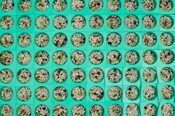 Hydroponics vegetable in farm background