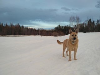 Dog in snow