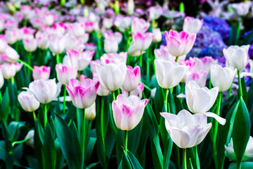 White tulips flower field blooming in the garden.