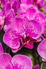 Fototapeta na wymiar Moth orchid or Phalaenopsis.