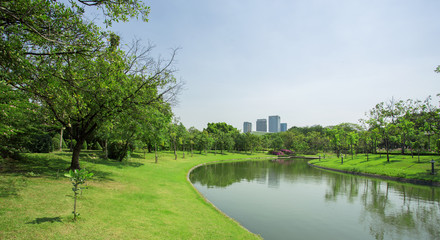 Green Lawn of a Spacious City Park