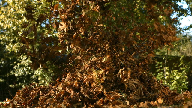 Boy jumping into leaves