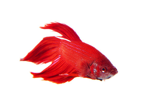 Red fighting fish on white background