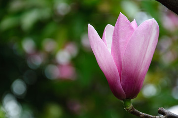 Fototapeta premium Beautiful blooming magnolia flower