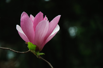 Obraz premium The beautiful blooming magnolia flower in garden. 