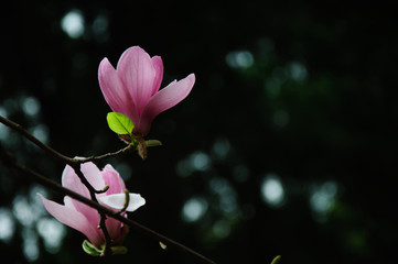 The beautiful blooming magnolia flower in garden.   © carl