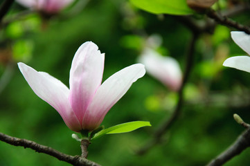 The beautiful blooming magnolia flower in garden.
