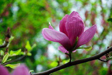 The beautiful blooming magnolia flower in garden.
