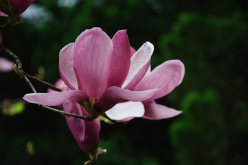 Fototapeta premium The beautiful blooming magnolia flowers in garden. 