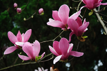 The beautiful blooming magnolia flowers in garden.
