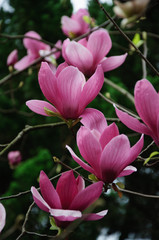 The beautiful blooming magnolia flowers in garden.
