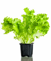 of fresh  lettuce in a pot isolated on a white background