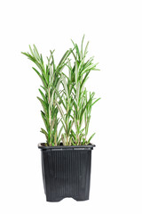 Fresh rosemary herb  in a pot