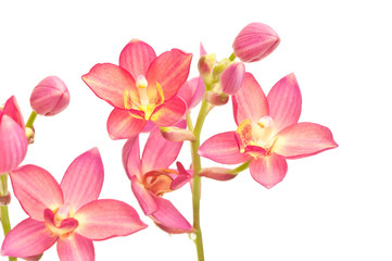 Obraz na płótnie Canvas Ground orchid isolated on white