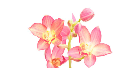 Obraz na płótnie Canvas Ground orchid isolated on white