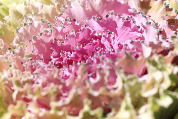 Ornamental decorative cabbage,pink - purple cabbage.