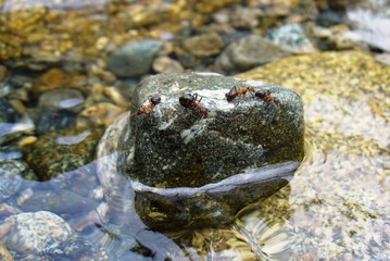 Муравьи-островитяне